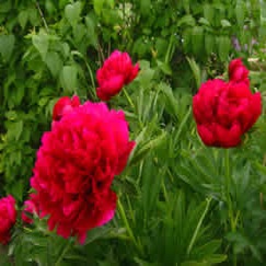 smell the roses