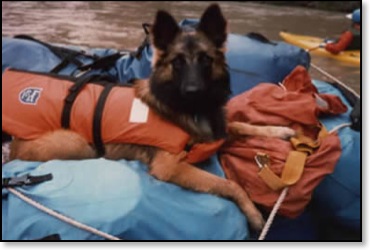 dog2